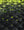 Creatures of Leisure Griffin Colapinto Traction Pad Lite - Black Fade/Lime